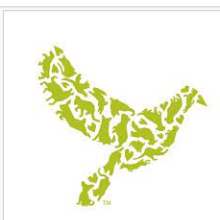 YOUNG ADULT MALE TABBY CAT