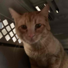 Cat looking at camera in crate