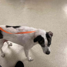 dog on lead standing on ground