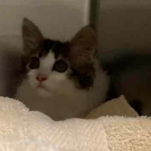 White and brown kitten