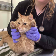 6-Year Old Adult Male Orange Domestic Longhair