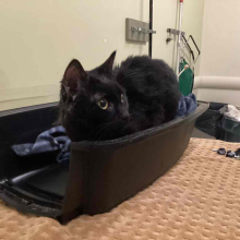 black cat in carrier looking to side