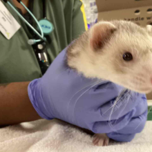ferret being held gently by med team staff