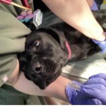 YOUNG FEMALE BLACK LAB