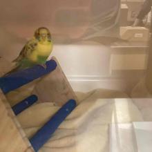 yellow and green parakeet found pet