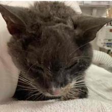 Close up of grey cat face with white fur patch on left side of snout