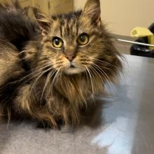 Longhair Brown Female Tabby with green eyes