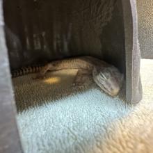 pale/light yellow leopard gecko with light/black spots along spine and tail
