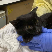 Mal kitten being held, looks congested, 
