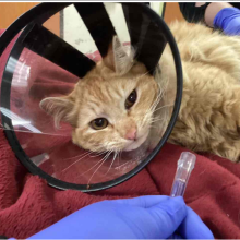 Small young Male orange cat