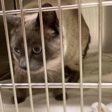 cat standing in kennel