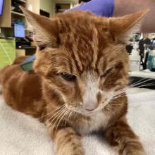 Close up of orange tabby cat face with white on nose and chest