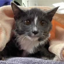 Grey cat wrapped in peach colored towel with white stripe down nose and white on chest