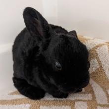 Black Rabbit