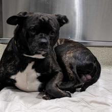 Brindle and white Boxer mix