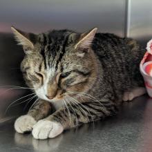 Tabby cat with white paws