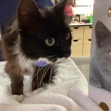 Dark brown/black domestic longhair cat with white markings on paws, chest, and chin.