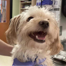 Blond dog smiling