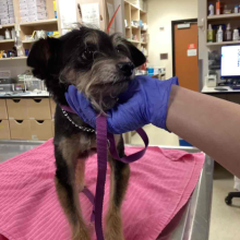 Dog standing on towel with head being gentle held by med staff