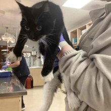 Young, Male, Black and White Domestic Short Hair, Polydactyl