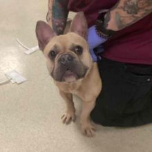 Dog standing with med team staff member