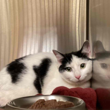 cat sitting on blanket in kennel with some cat food in front of it
