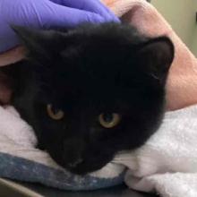 Close up of black cat face
