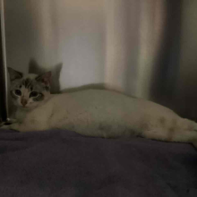 lynx point Siamese mix