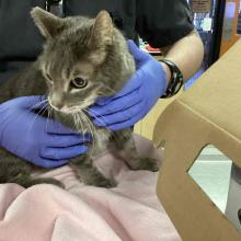 GRAY MALE NEUTERED SHORTHAIR TABBY FELINE