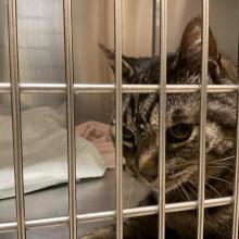 A brown tabby cat sitting in a kennel.
