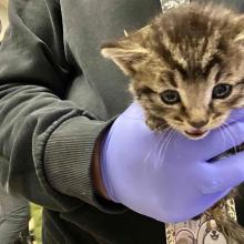 A small, male, light brown tabby, domestic shorthair cat is held in one hand and has no distinct markings beyond a dark brown, U-shaped line above his snout in the center of his forehead.