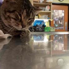 tabby cat on exam table