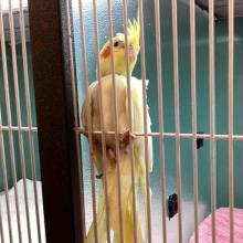 A yellow cockatiel with red spots on their cheeks 