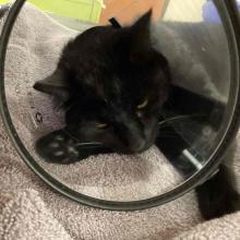 Domestic short hair black cat 