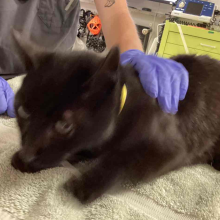 Black cat crouched down