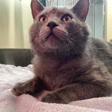 A blue grey cat sitting on a blanket