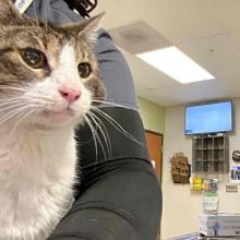 A White/Tabby cat with a mass on their cheek