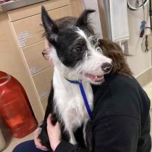 A wirehaired black and white dog