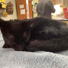 black male cat