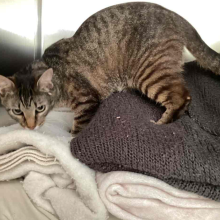  1year old female cat. Tabby coloring grey and black.