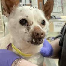 Senior blonde chihuahua with underbite. Right canine tooth visible. 