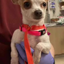 Chihuahua brown spot over eye pink collar 