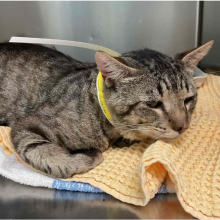 Tabby cat on a yellow blanket