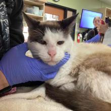 cat being examined on a table