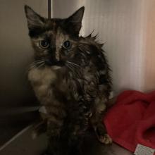 FOUND FELINE: 1YR: Domestic Shorthair, F, Brown tortie,  MGD18725