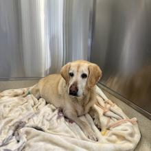 senior female yellow lab mix MGD18802