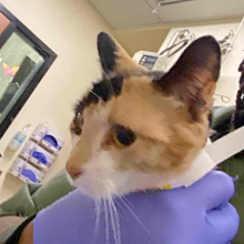 A gloved hand holds a shorthaired calico cat. The cat has one black ear, one orange and black. A third of her face is black and her nose is pink.