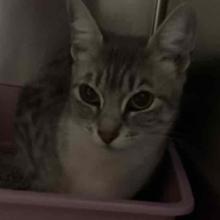 Grey and white tabby cat sitting in pink litter box