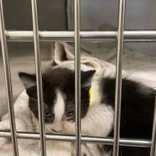a small grey and white tuxedo cat 