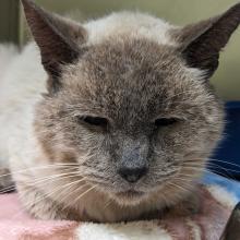 Grey and Tan cat